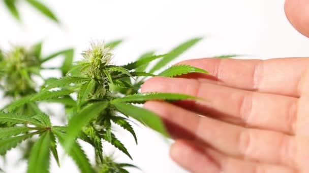 Hand Voorzichtig Raakt Een Cannabisstruik Fel Licht Met Een Witte — Stockvideo