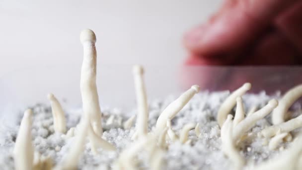 Steril Behållare Med Mycel Psilocybin Svamp Psilocybe Cubensis Stift Och — Stockvideo