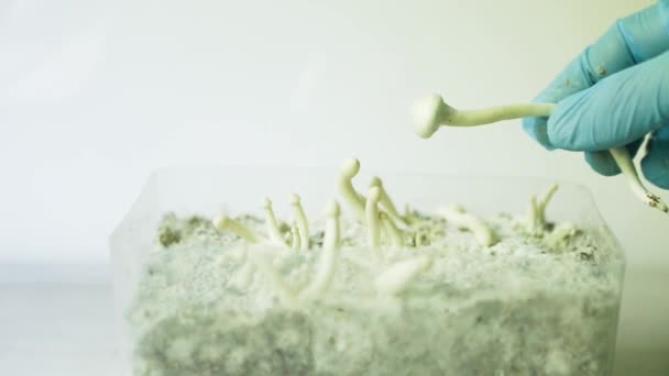 Psilocybinキノコの菌糸体を持つ無菌容器 Psilocybe Cubensis ラスタ白品種のピンと原産地 条件の作成 マイクロドージング — ストック動画