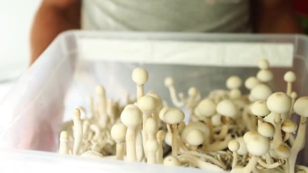 Caixa Com Cogumelos Psilocybin Variedade Psilocybe Cubensis Rasta Branco Nas — Vídeo de Stock