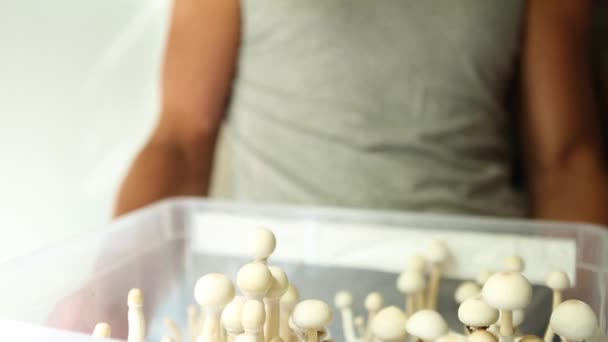 Caja Con Setas Psilocybin Variedad Psilocybe Cubensis Rasta Blanco Las — Vídeos de Stock