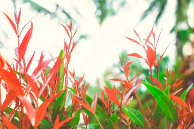 Yaprakların arka planı. Parlak kırmızı tropikal izole bitkiler gökyüzüne karşı. Mesajın için yer aç. Sonbahar bahar ya da yaz