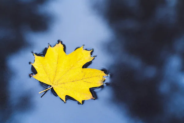 Yellow maple leaf in puddle of water. Autumn background. Fall concept