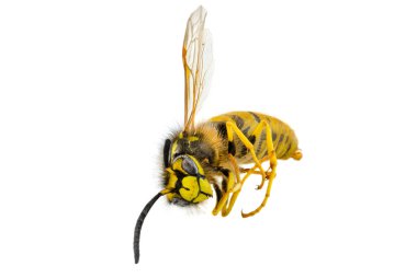Kurumuş bir eşekarısının beyaz arka planda izole edilmiş makro görüntüsü..