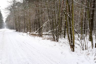 Ormanda karla kaplı asfaltsız yol görünür araba tekerleği izleri ve düşen kar..