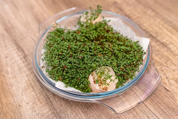 A freshly grown watercress grows in a glass bowl on a cotton wool with egg shells.