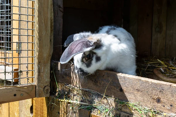 Primo Piano Coniglio Bianco Nero Piedi Una Gabbia Legno — Foto Stock