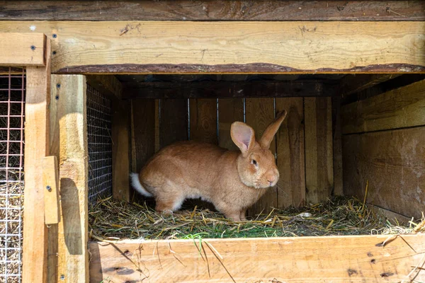 Крупный План Рыжеволосого Фермерского Кролика Стоящего Деревянной Клетке — стоковое фото