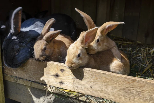 Diversi Conigli Riproduttori Dai Capelli Rossi Piedi Una Gabbia Legno — Foto Stock