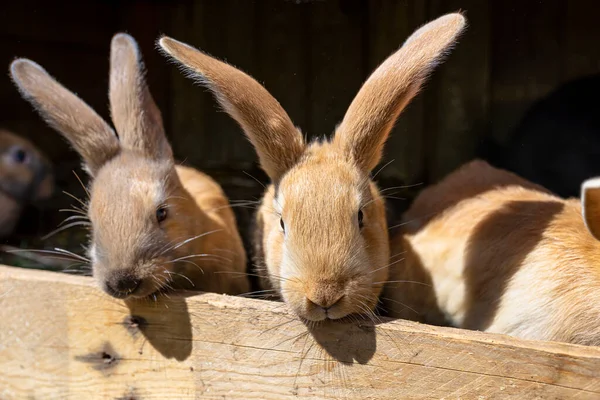 Varios Conejos Reproductores Pelo Rojo Pie Una Jaula Madera —  Fotos de Stock