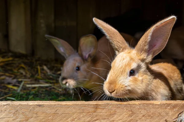 Several red-haired breeding rabbits standing in a wooden cage.