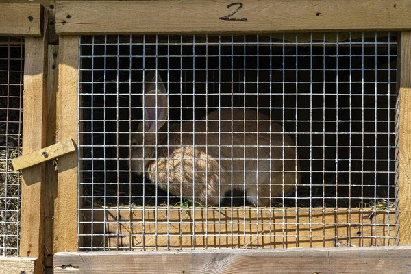 Jaula Madera Con Una Red Metálica Puerta Para Cría Conejos —  Fotos de Stock