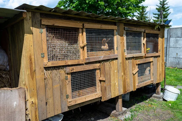 Wooden Cage Metal Net Door Breeding Rabbits Standing Countryside — Stock Photo, Image