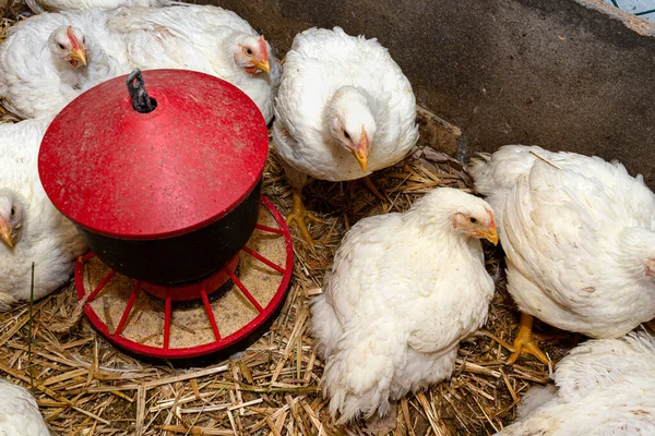 Leghorn Tavukları Küçük Bir Ağılda Kırmızı Tahılla Besleniyor — Stok fotoğraf