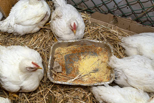 Leghorn chickens in a small pen with silver grain tray, top view.