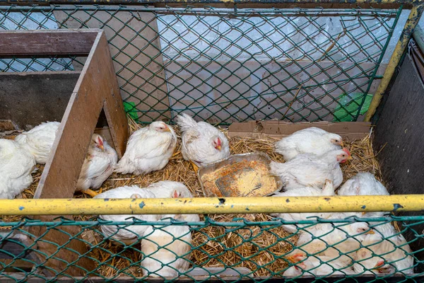 Leghorn Tavukları Gümüş Tahıl Tepsisi Ile Küçük Bir Kalem Üst — Stok fotoğraf