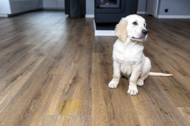 Golden retriever köpeği, evdeki su geçirmez plastik panellerdeki sidik lekesinin yanında azarlanarak oturur..