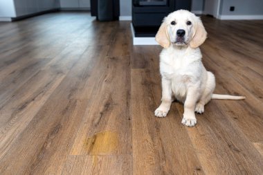 Golden retriever köpeği, evdeki su geçirmez plastik panellerdeki sidik lekesinin yanında azarlanarak oturur..