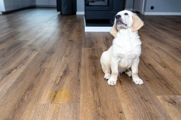 A golden retriever puppy sits scolded near a pee stain on modern waterproof vinyl panels in the living room of the home.