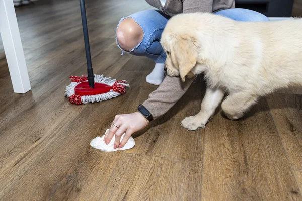 Woman Wiping Piss Puppy Modern Water Resistant Vinyl Panels Paper — Stock Photo, Image