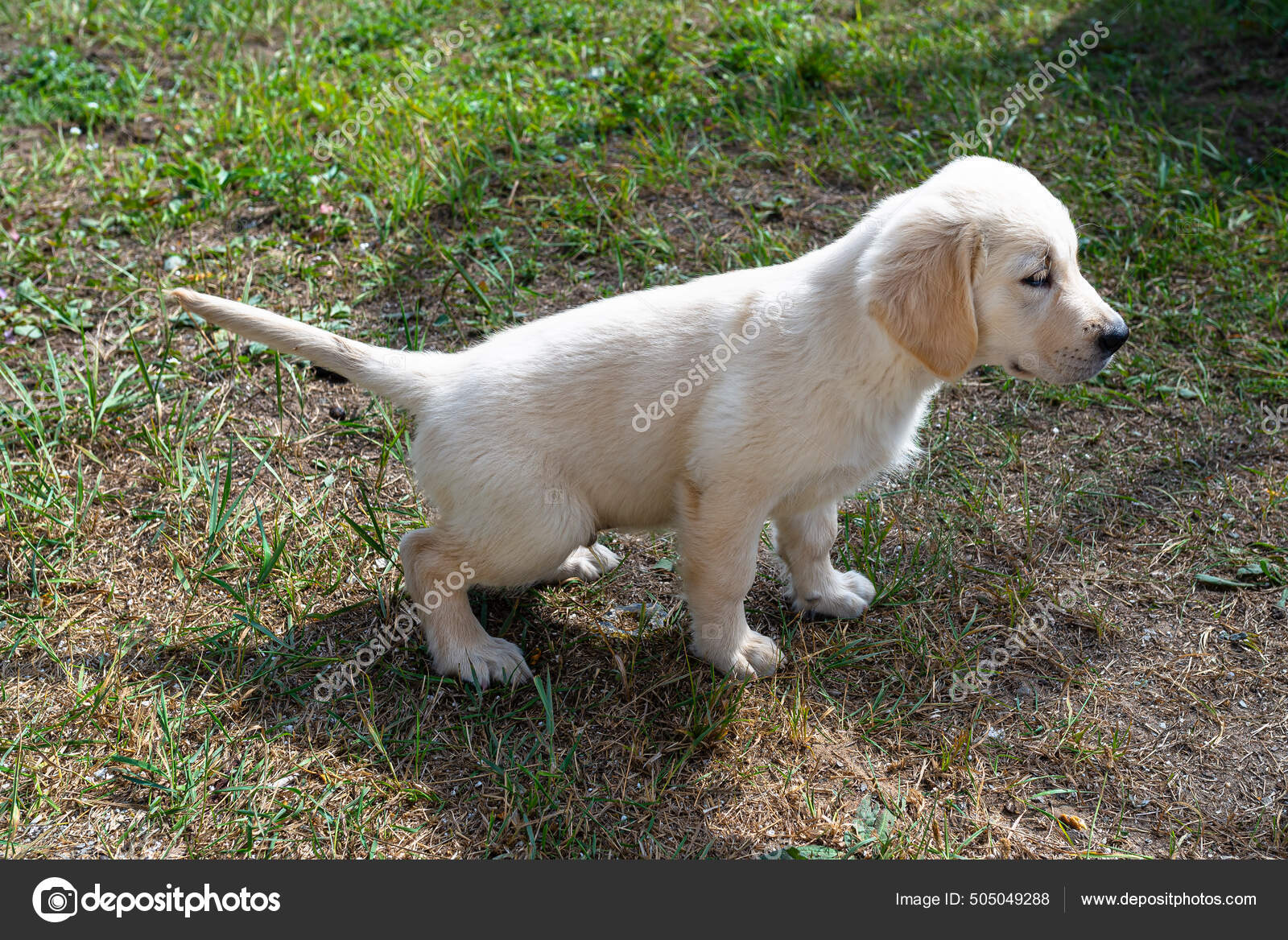 Why Does My Male Puppy Pee So Much