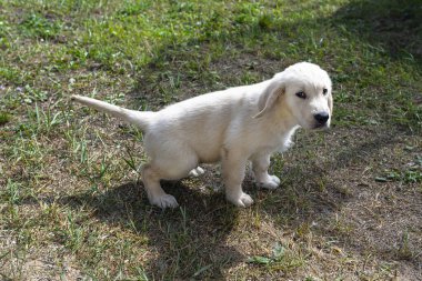 Erkek Golden Retriever köpeği evin yanındaki çimlere işiyor..