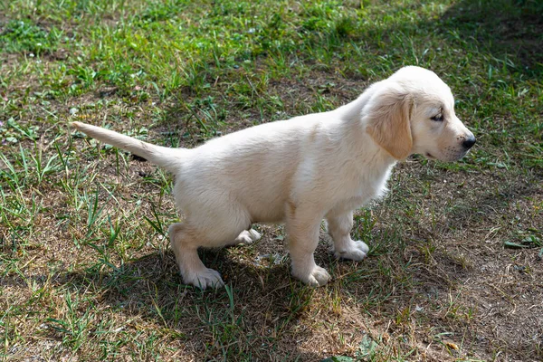 Erkek Golden Retriever köpeği evin yanındaki çimlere işiyor..