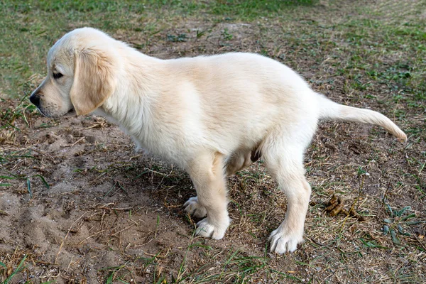 家门口草坪上的雄性金毛猎犬便便便 — 图库照片