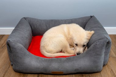 Erkek bir golden retriever köpeği, evin oturma odasındaki modern vinil panellerde oyun parkında yatıyor..