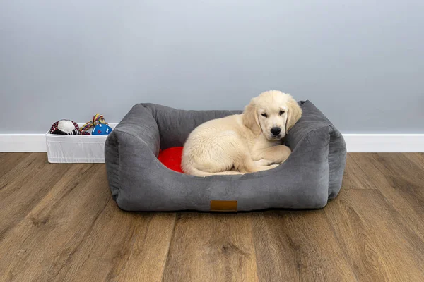 Man Golden Retriever Valp Ligger Lekhage Moderna Vinyl Paneler Vardagsrummet — Stockfoto