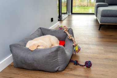Erkek Golden Retriever köpek yavrusu, evin oturma odasındaki plastik panellerde plastik bir top ve iplerle oyun parkında uyur.