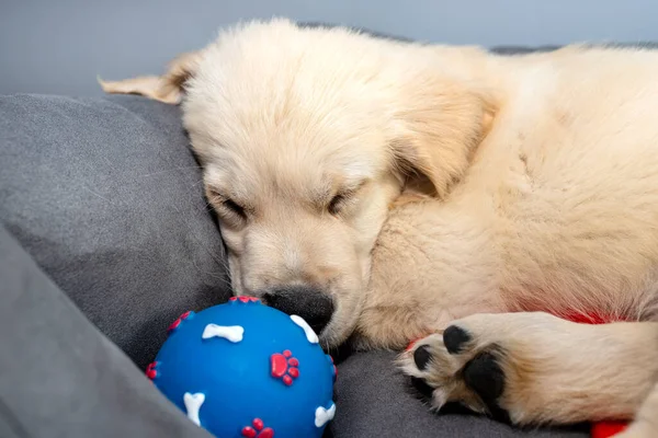Macho Golden Retriever Cachorro Durmiendo Parque Infantil Con Una Pelota —  Fotos de Stock