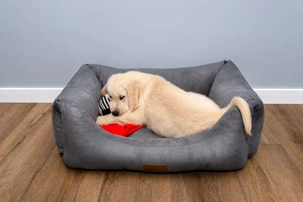 在客厅里 一只金发碧眼的雄性猎犬在一个用抹布球在现代乙烯面板上玩耍 — 图库照片