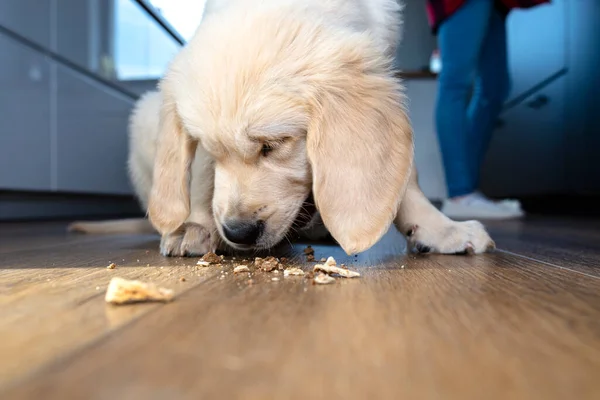 Male golden retriever puppy eats a dogs treat from modern vinyl planks in the living room of the home.