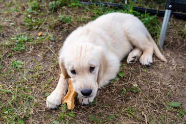 Erkek golden retriever köpeği çimlerin üzerinde yatan ezilmiş tavuk kemiklerinden bir kemik yer..