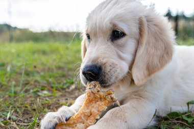Erkek golden retriever köpeği çimlerin üzerinde yatan ezilmiş tavuk kemiklerinden bir kemik yer..