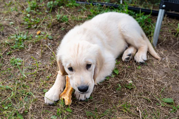 Male golden retriever dog eats a bone from pressed chicken bones outdoors lying in the grass.