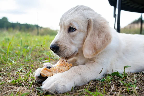 Mannelijke Golden Retriever Hond Eet Een Bot Van Geperste Kippenbotjes — Stockfoto