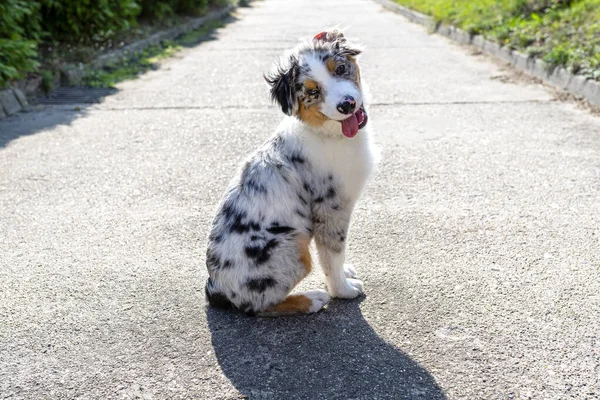 Australian Shepherd Dog Sentado Pavimento Concreto Com Boca Aberta Língua — Fotografia de Stock