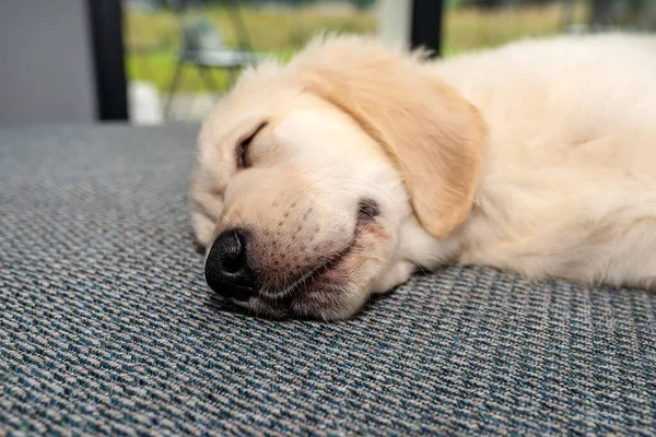 Golden Retriever Welpe Schläft Auf Der Couch Wohnzimmer Des Hauses — Stockfoto