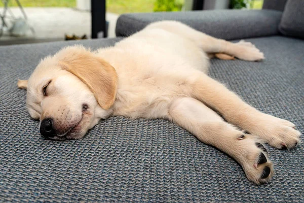 Erkek Golden Retriever Köpeği Evin Oturma Odasında Kanepede Uyuyor Teras — Stok fotoğraf