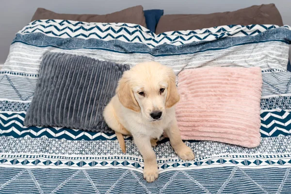 stock image The male golden retriever puppy is sitting on the bed on the sheets in the bedroom.