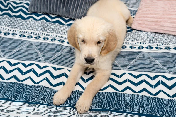 Erkek Golden Retriever Köpeği Yatak Odasındaki Çarşafların Üzerinde Yatıyor — Stok fotoğraf