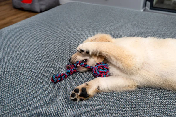 Erkek Golden Retriever Köpeği Evin Oturma Odasındaki Kanepede Iple Oynuyor — Stok fotoğraf