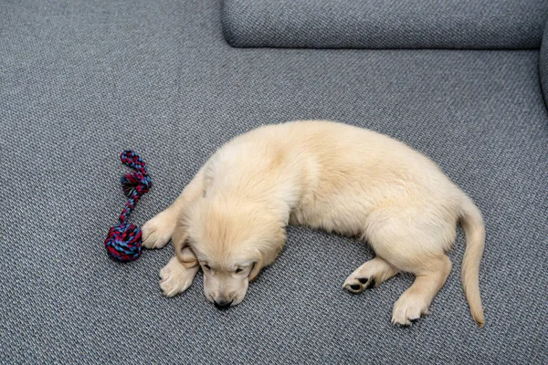 Man Golden Retriever Puppy Spelen Met Een Touw Bank Woonkamer — Stockfoto