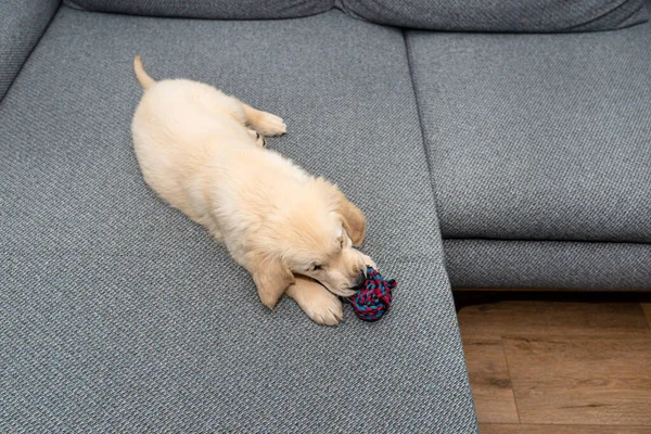 Macho Golden Retriever Cachorro Jugando Con Una Cuerda Sofá Sala — Foto de Stock