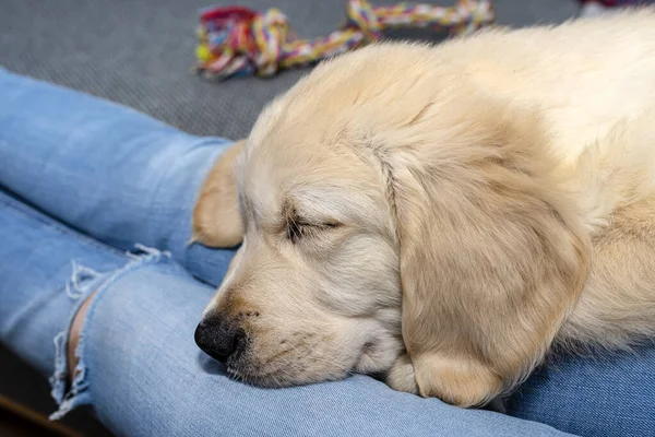 Een Mannelijke Golden Retriever Puppy Slaapt Benen Van Een Vrouw — Stockfoto