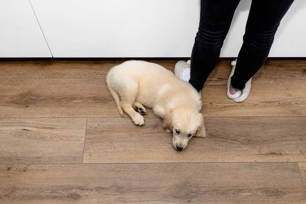 Cachorro Golden Retriever Encuentra Paneles Vinilo Modernos Cocina Junto Armario — Foto de Stock