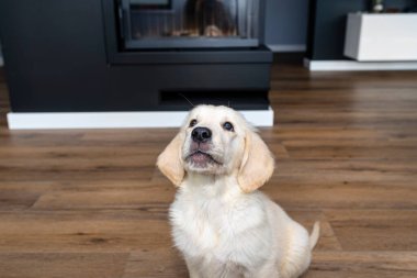 Evin oturma odasındaki modern vinil panellerde oturan golden retriever köpeği, arka planda görünen mobilyalar..