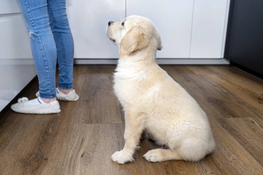 Golden retriever köpeği mutfaktaki modern vinil panellerde oturuyor dolabın yanında ve kadınların bacakları.